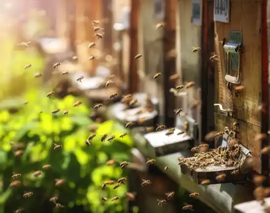 bees entering hive