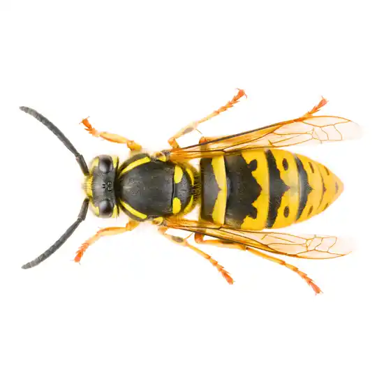 wasp