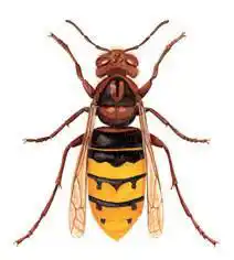vespa-crabro