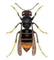 vespa-velutina